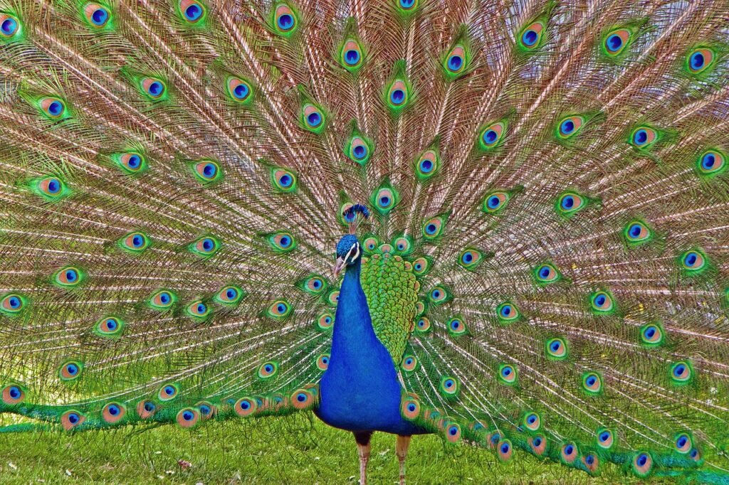 pfau, wilhelma, stuttgart, deutschland, pfau, wilhelma, wilhelma, stuttgart, stuttgart, stuttgart, stuttgart, stuttgart