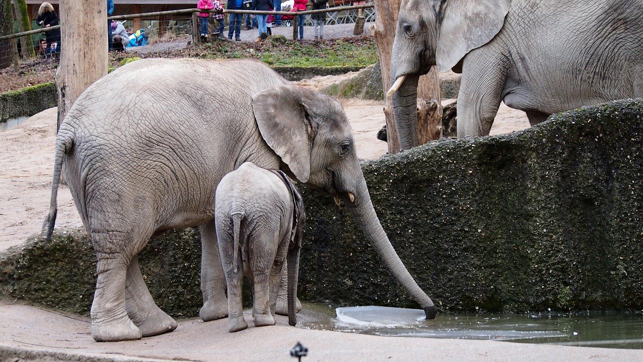 elefanten, zoo, wuppertal, baden