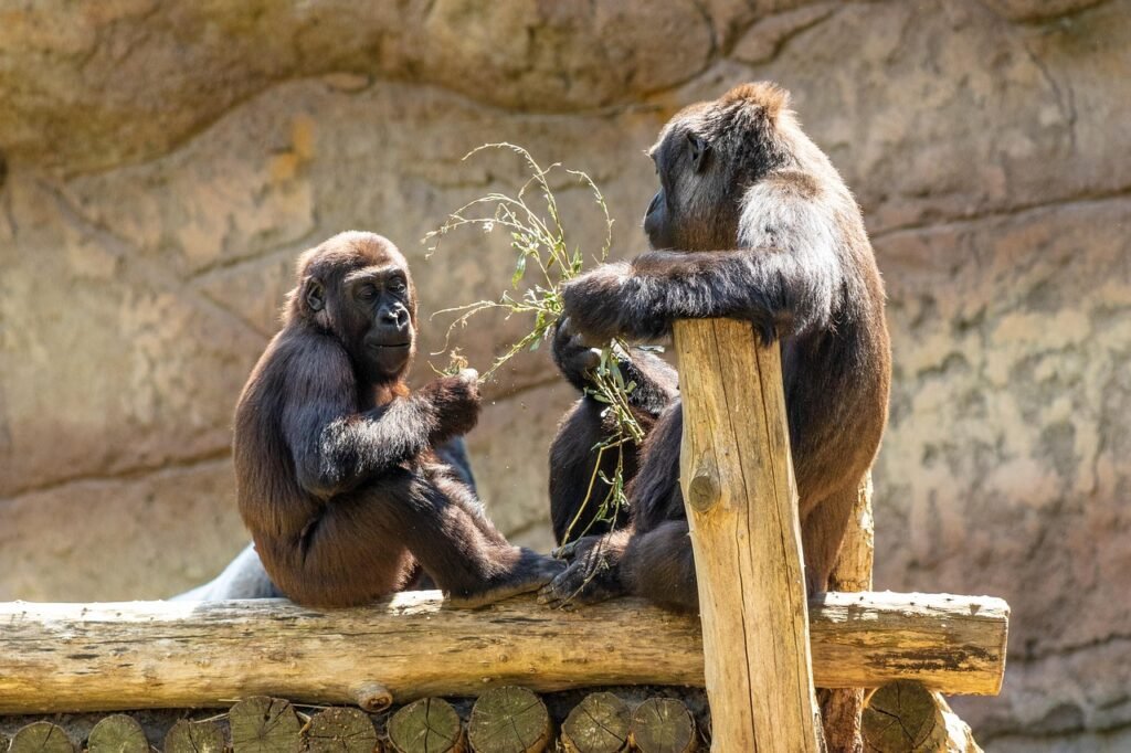 affe, primat, gorilla, tier, tierwelt, natur, säugetier, zoo, nachdenken, krefeld, zoo krefeld