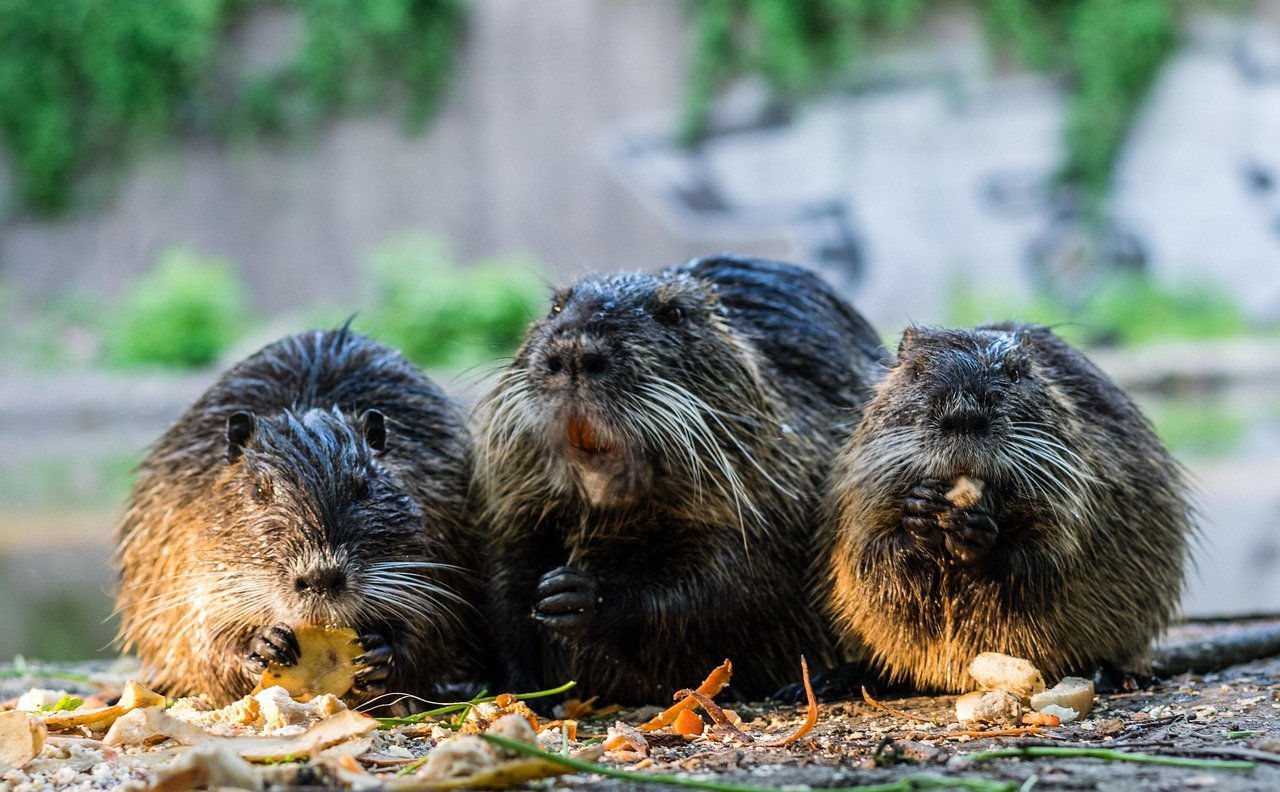 hal, halle duitsland, nutrias, dieren, nutria rat, bever rat, natuur, saale, familie, dieren familie, dieren eten, schattig
